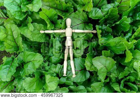 Growing Young Beets In The Garden. The Concept Of Harvesting With A Wooden Dummy, Top View