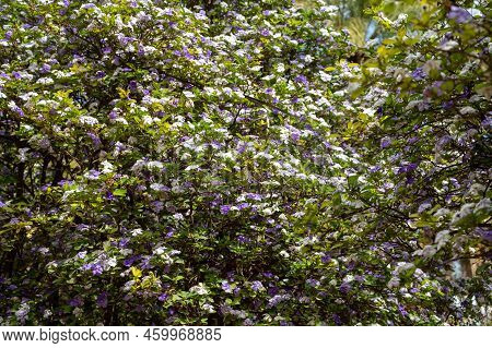 Double Color Blossom Of Brunfelsia Pauciflora Tropical Free With White And Purple Flowers