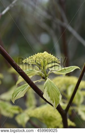 Wedding Cake Tree Leaves And Flower Buds
