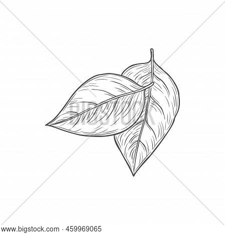 Dry Bay Or Sorrel Leaves Isolated Monochrome Icon. Vector Salvia Or Sage Leaf Sketch, Garden Culinar