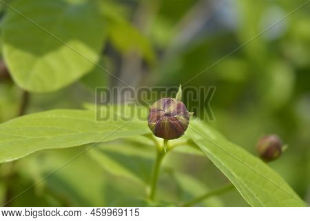 Aphrodite Sweetshrub Branch With Flower Bud In The Spring