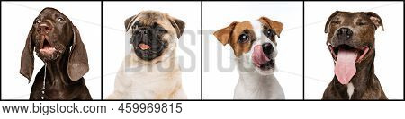 Collage. Cute, Playful, Smiling Purebred Dogs Posing Isolated Over White Studio Background. Emotive 