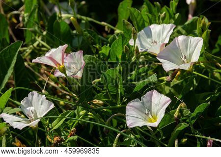 Field Bindweed, Convolvulus Arvensis European Bindweed Creeping Jenny, Possession Vine Herbaceous Pe