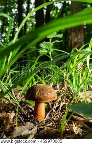 Boletus Erythopus Or Neoboletus Luridiformis Mushroom In The Forest Growing On Green Grass And Wet G