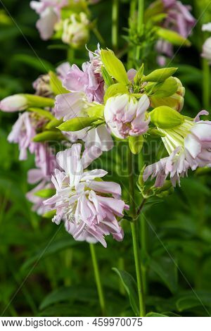 Saponaria Officinalis White Flowers In Summer Garden. Common Soapwort, Bouncing-bet, Crow Soap, Wild