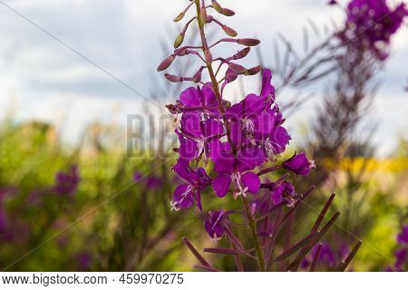 Closeup Of Pink Flower Of Rosebay Willowherb Chamaenerion Angustifolium On Light Green Background