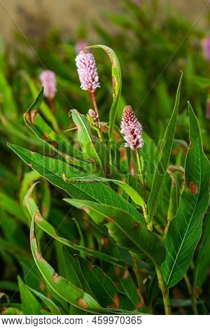 Closeup Of Some Red Budding Persicaria Amplexicaulis Or Mountain Fleece Plants Between Blossoming On