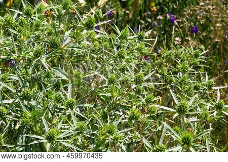 Details Of Field Eryngo Or Eryngium Campestre Growing In A Nature Area