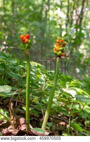 Arum Maculatum With Red Berries Also Called Cuckoo Pint Or Lords And Ladies, Poisonous Woodland Plan