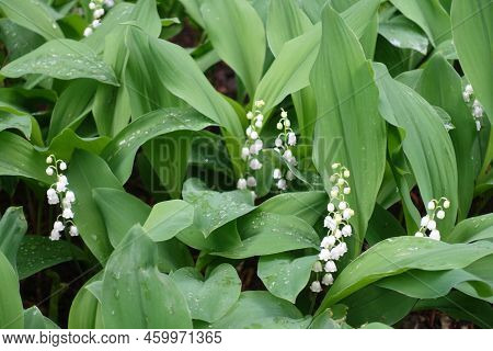Moist Foliage Of Blooming Lily Of The Valley In May