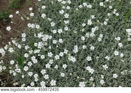 Half Open White Flowers Of Cerastium Tomentosum In May