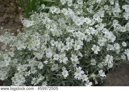 Lots Of White Flowers Of Cerastium Tomentosum In Mid May