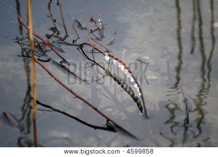 Paglia riflesso dall'acqua