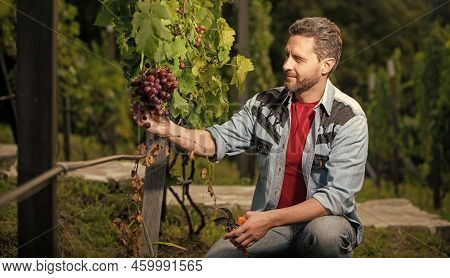 Enologist With Garden Scissors. Farmer Cut Grapevine. Vinedresser Cutting Grapes Bunch.