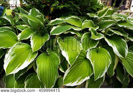 Lush Green And White Foliage Of Decorative Plant Hosta (funkia).