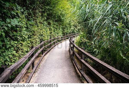 A Footpath With Wooden Railings On Both Sides Goes Between Reeds And Deciduous Forest