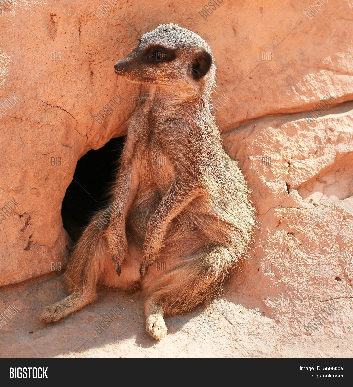 Image Preview