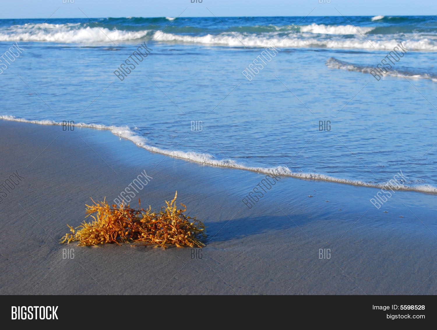 Image Preview