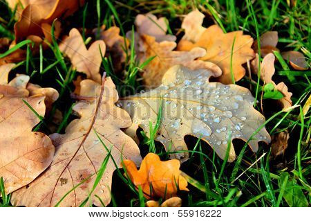 Autumn Oak leaves covered with dew drops