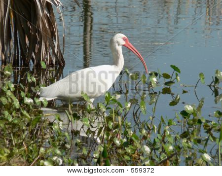 Ibis bianco