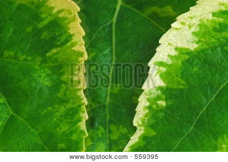Blatt Hintergrund