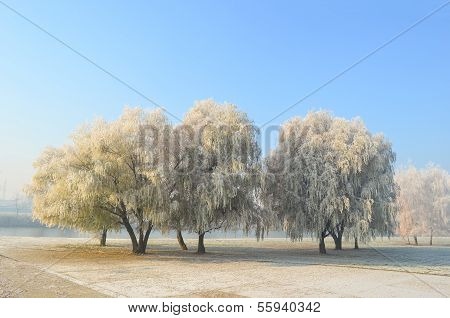 Hoarfrost On Willow Trees