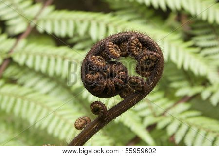 Fern frond