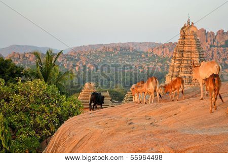 Sacred cows in front of Hindu temple
