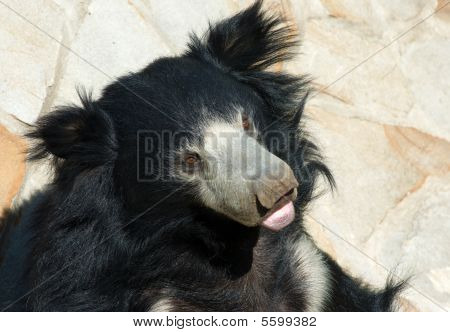 Ours de Sloth indienne mignon