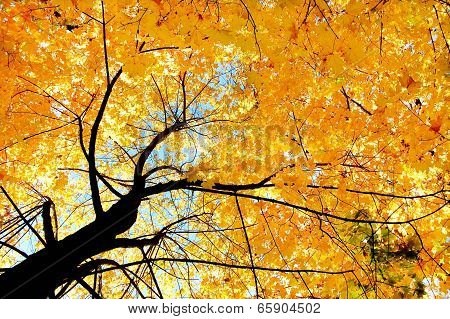 Autumn Tree From The Bottom Up