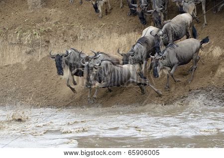 Wildebeest jumping in the Mara river