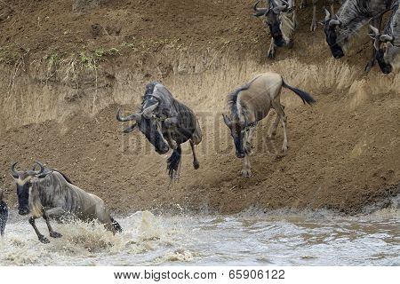 Wildebeest jumping in the Mara river