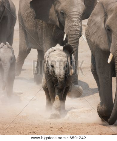 Baby Elephant Running