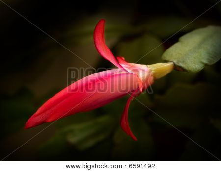 Schlumbergera Truncata fiore