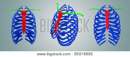Skeleton Ribs