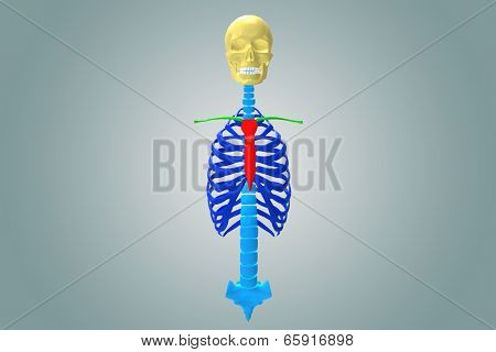Skeleton Ribs