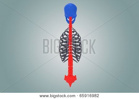 Skull with ribs