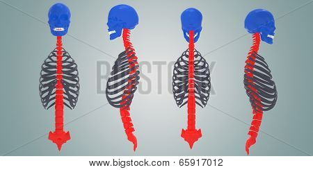 Skull with ribs