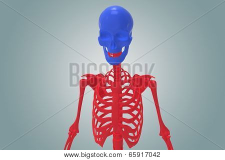 Skull with ribs