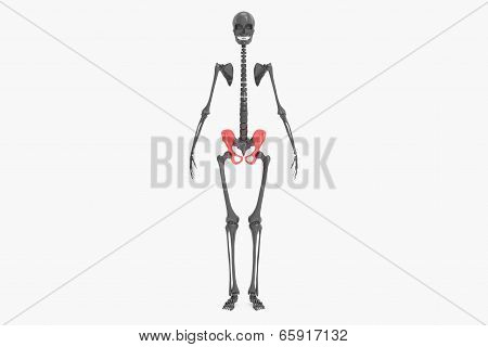 Pelvic hip
