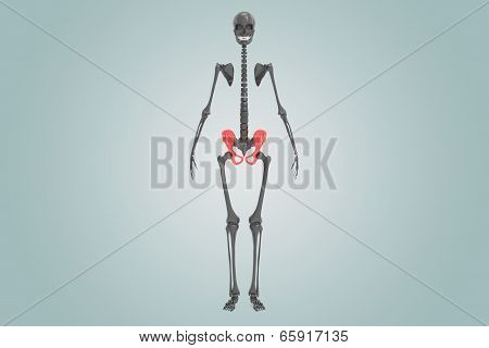 Pelvic hip