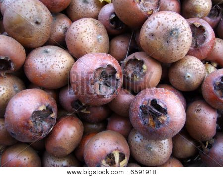 Medlars