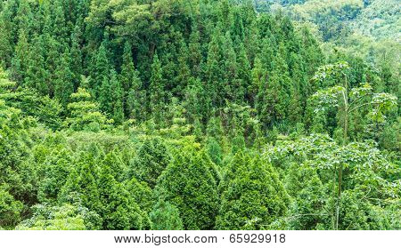 Forest in mountain