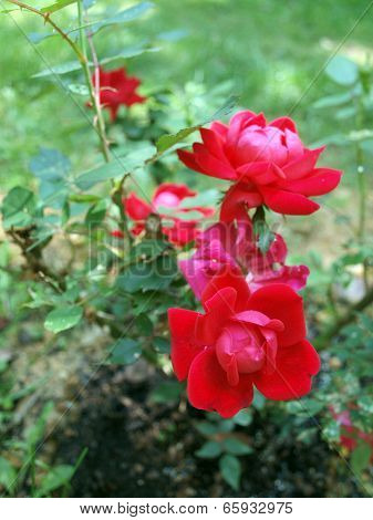 Rose Bush