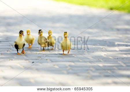 Little cute ducklings, outdoors