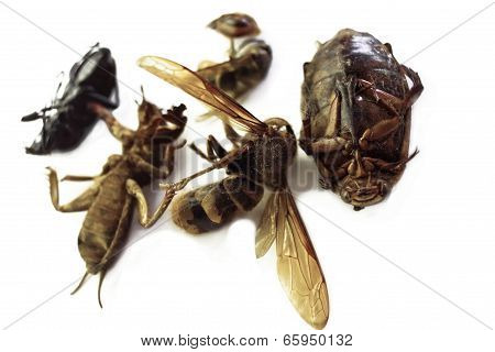 Dead Insects