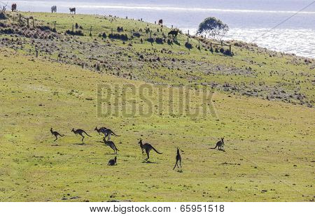 Hopping Kangaroos. Bingie (near Morua) . Nsw. Australia