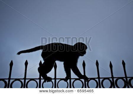 ลิง tightrope