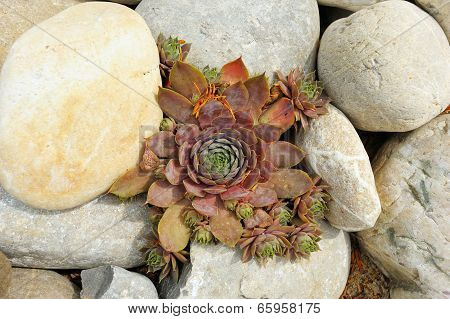 Plant Houseleeks Among The Rocks