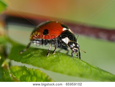 Ladybug